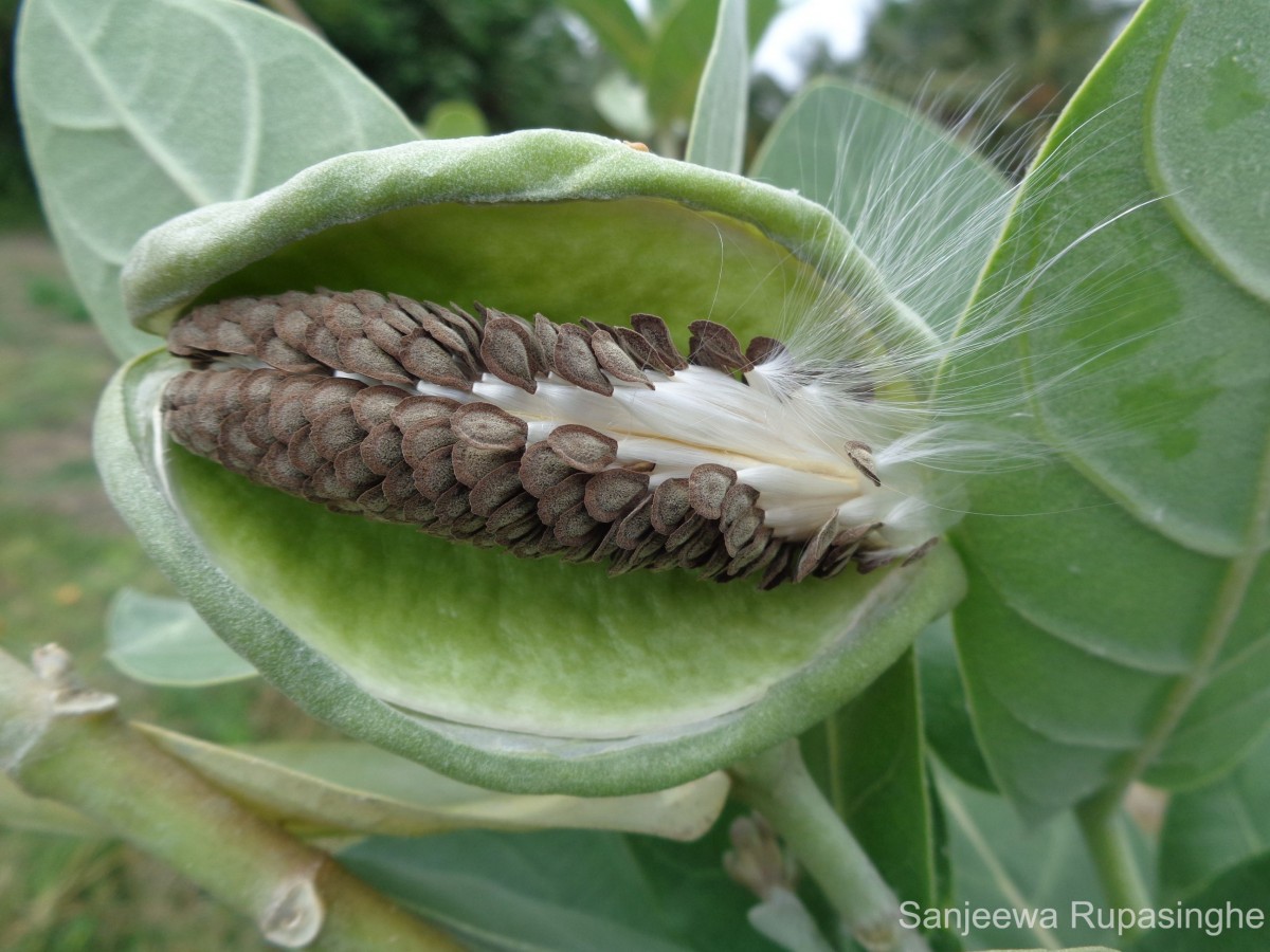 Calotropis gigantea (L.) W.T.Aiton