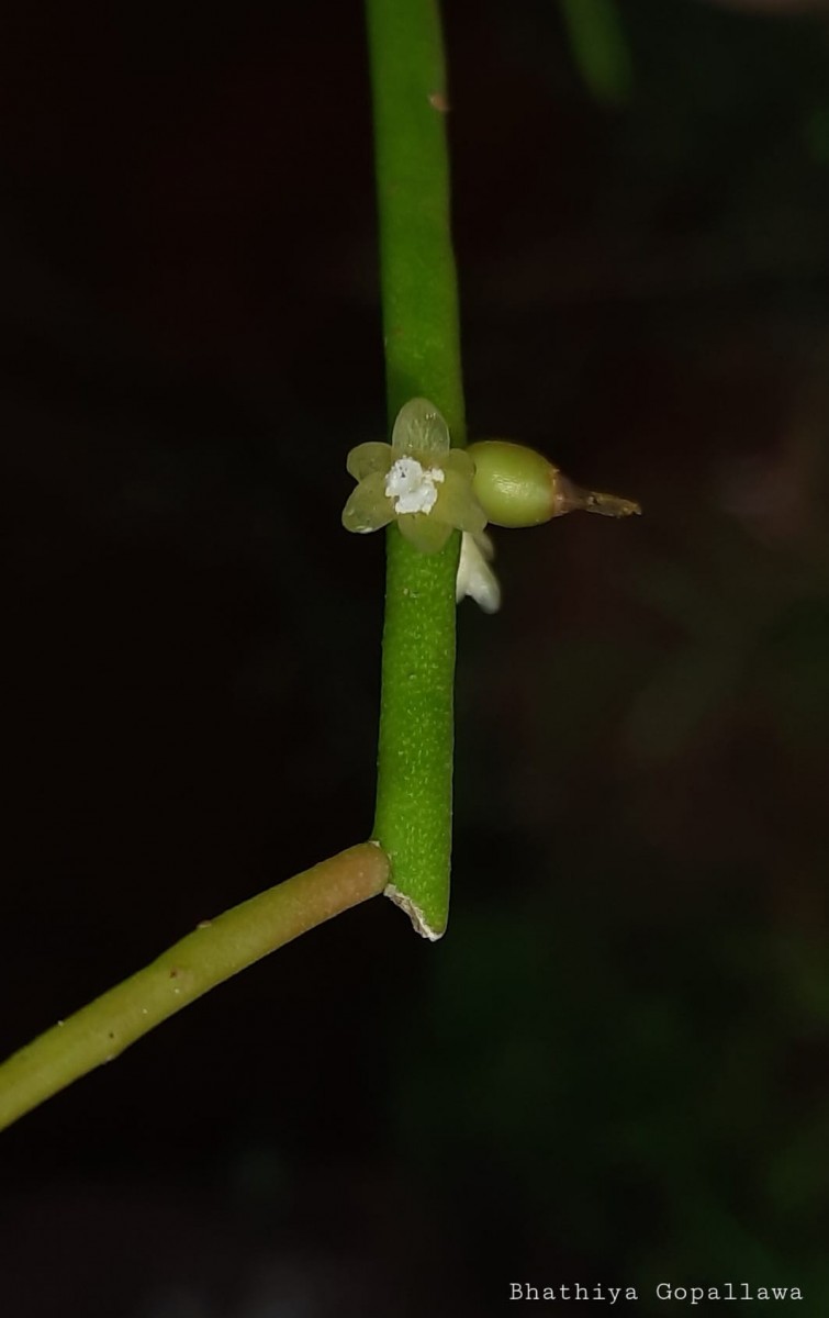 Rhipsalis baccifera (J.S.Muell.) Stearn