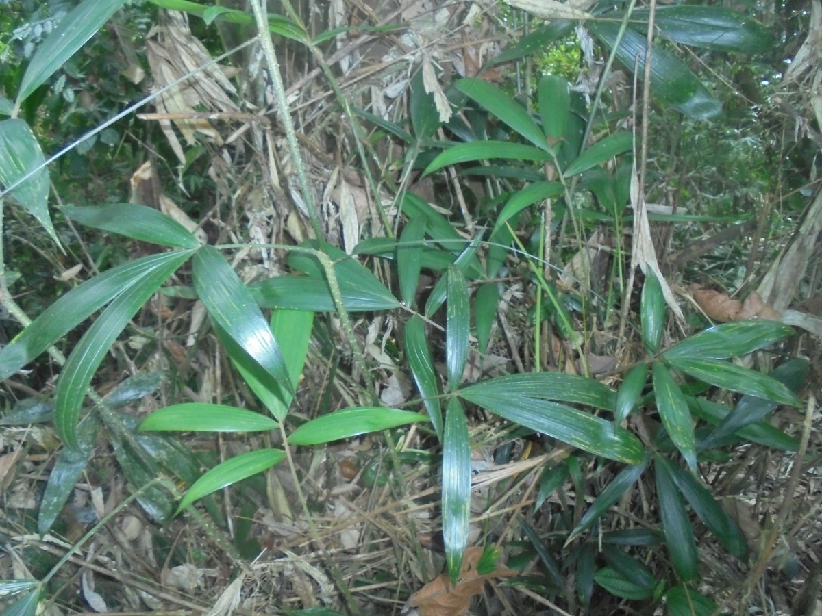 Calamus pachystemonus Thwaites