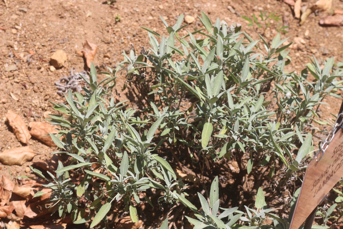 Salvia officinalis L.