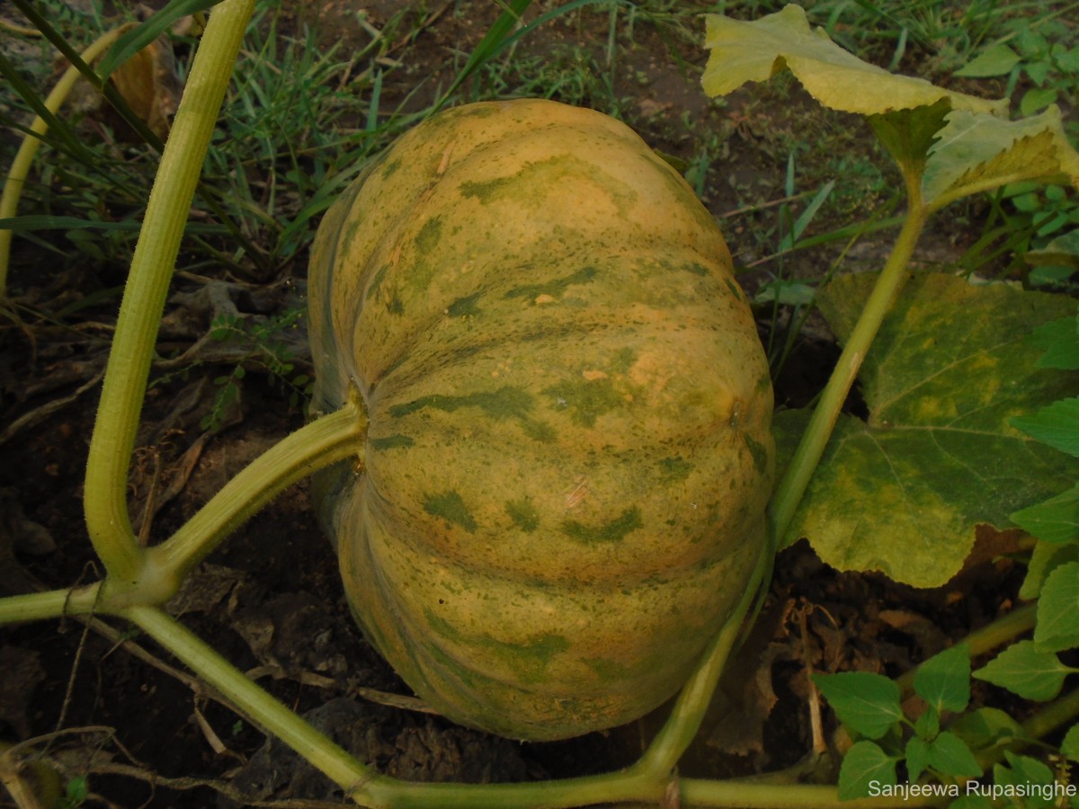 Cucurbita maxima Duchesne