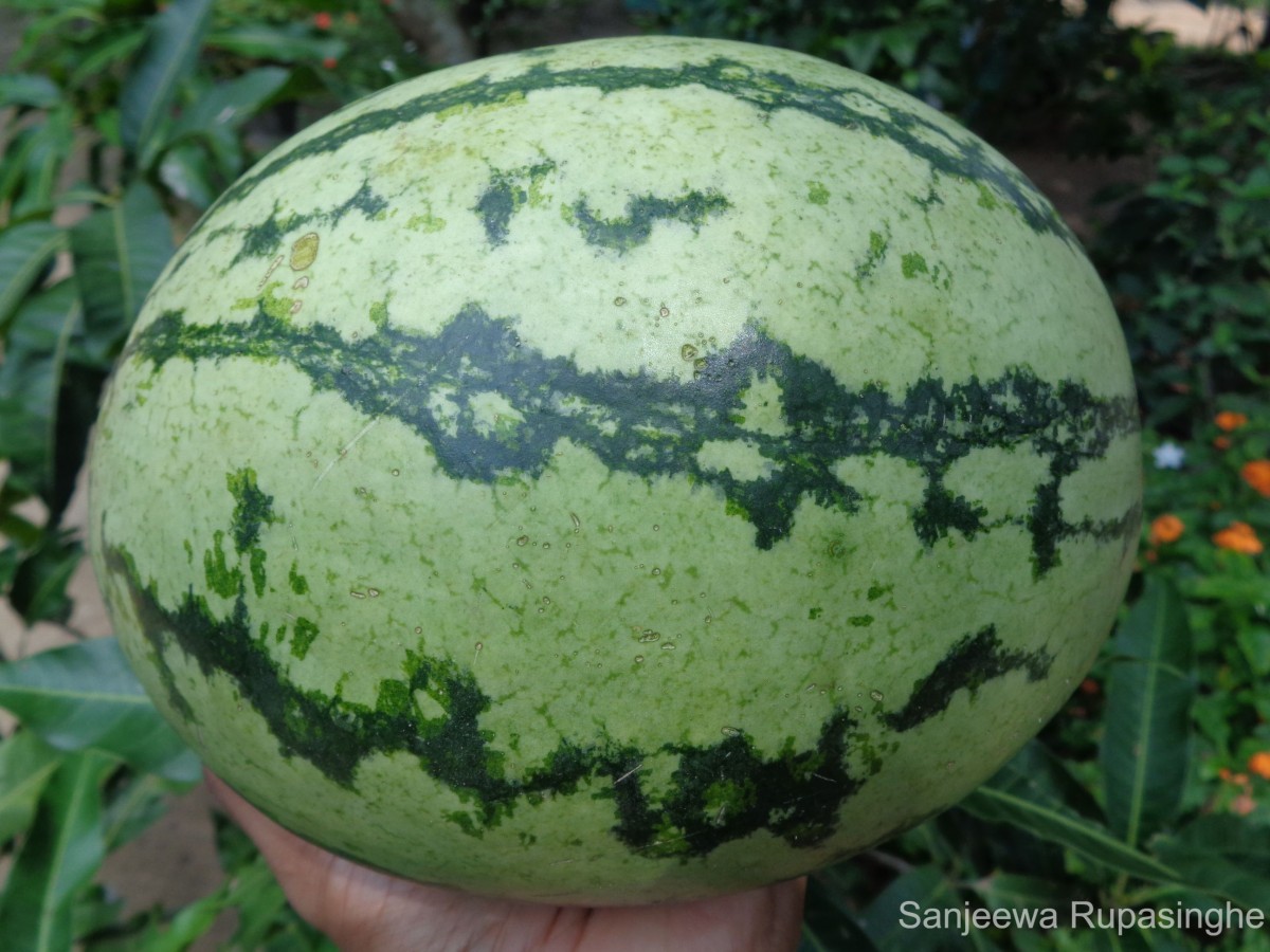 Citrullus lanatus (Thunb.) Matsum. & Nakai