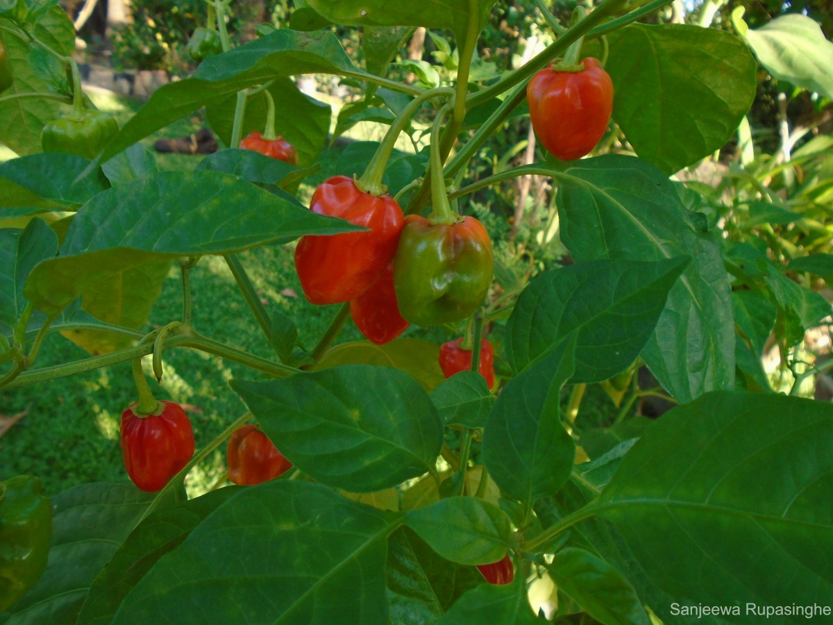 Capsicum frutescens L.