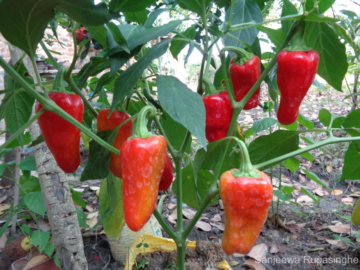 Capsicum frutescens L.