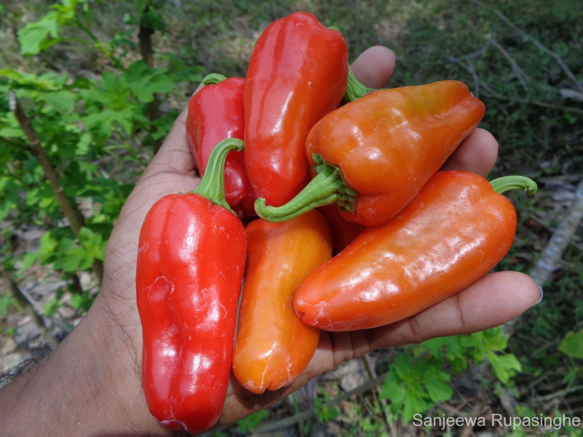 Capsicum frutescens L.