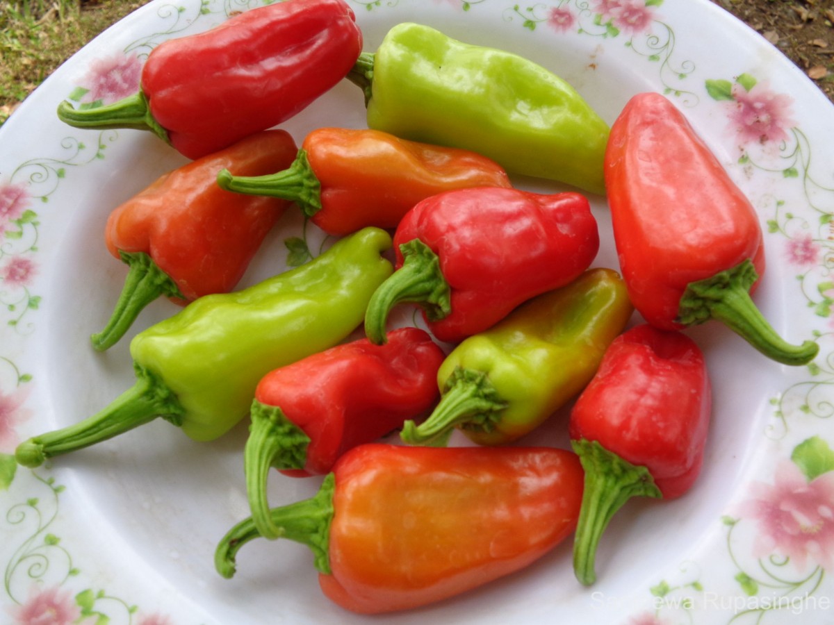 Capsicum frutescens L.