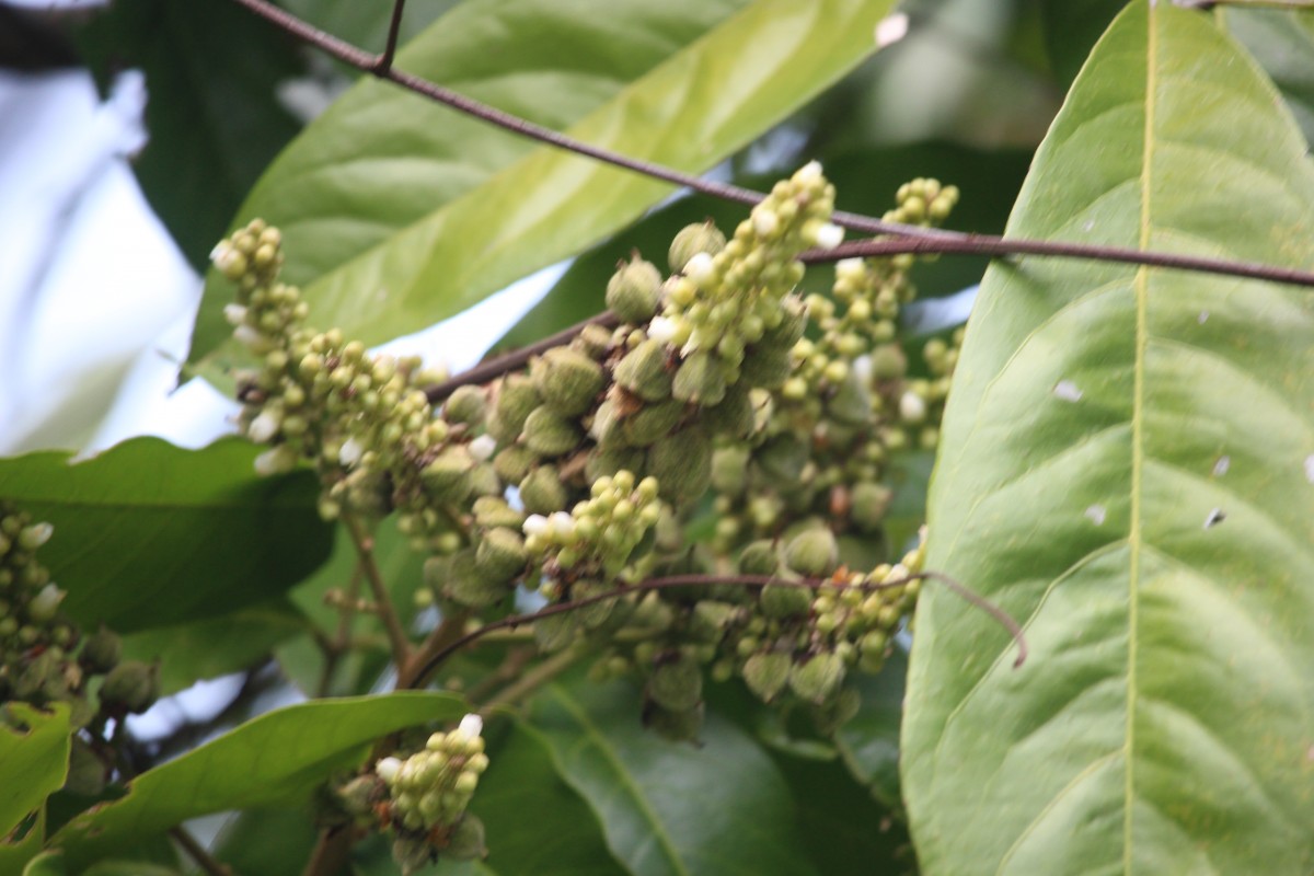 Lepisanthes tetraphylla var. tetraphylla (Vahl) Radlk.