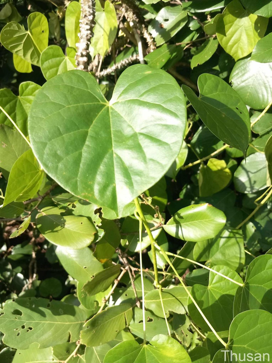 Tinospora crispa (L.) Hook.f. & Thomson