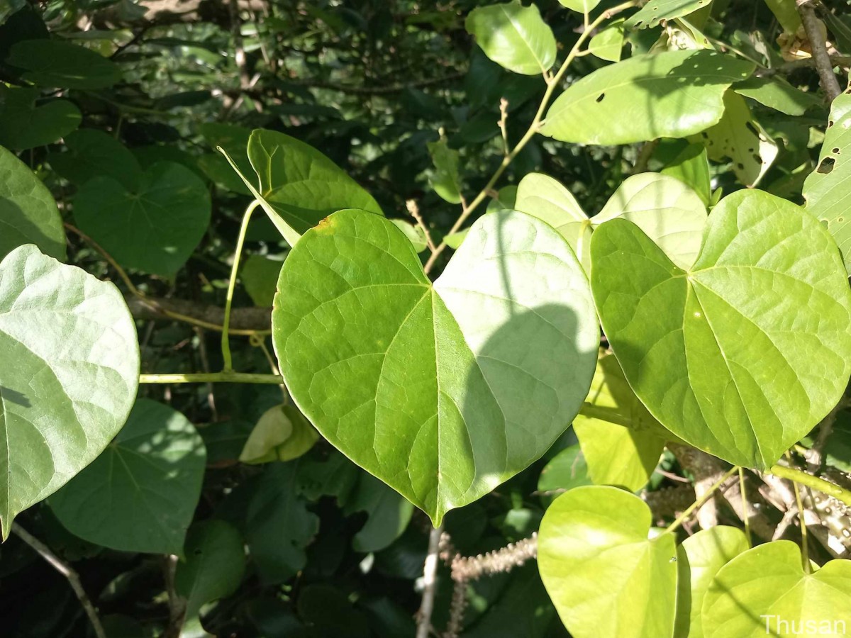 Tinospora crispa (L.) Hook.f. & Thomson