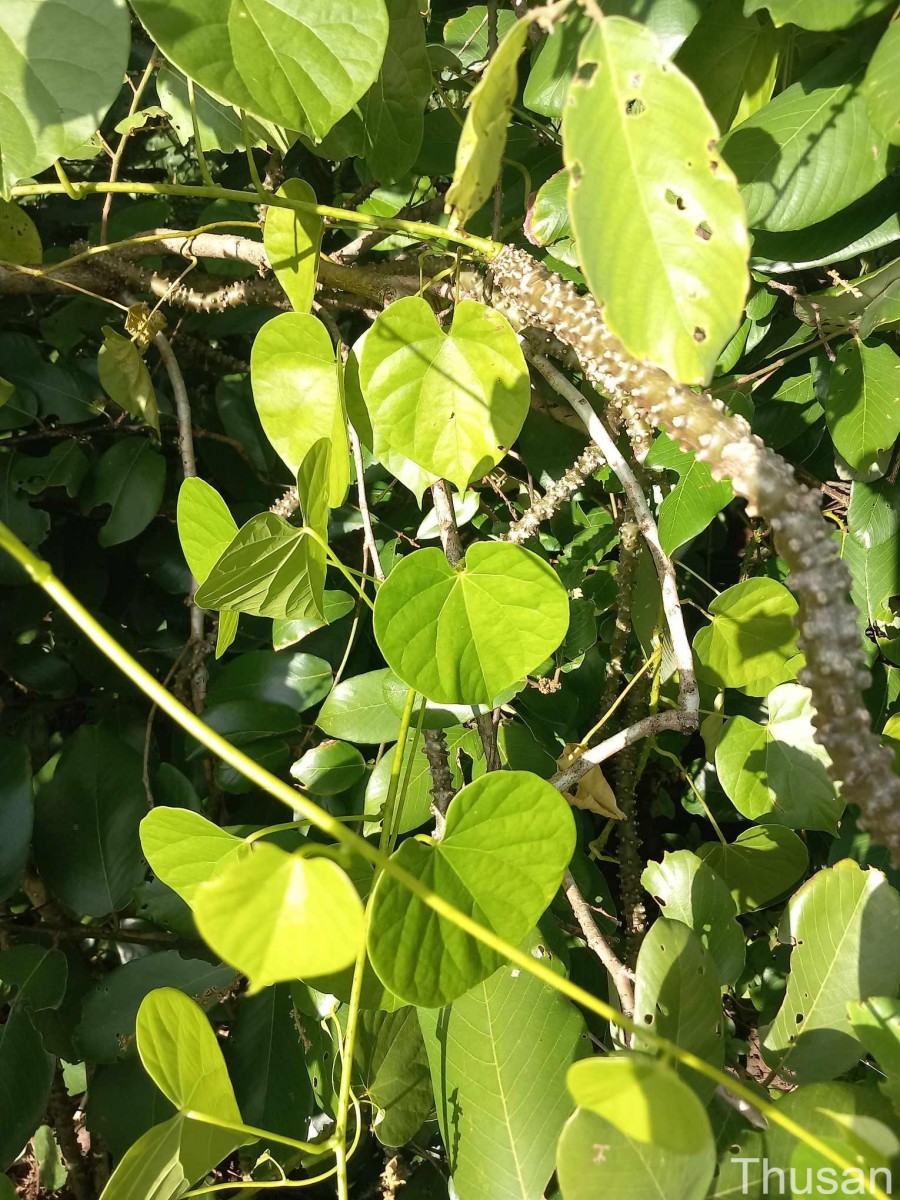 Tinospora crispa (L.) Hook.f. & Thomson