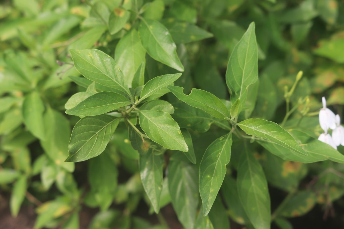 Rhinacanthus nasutus (L.) Kurz