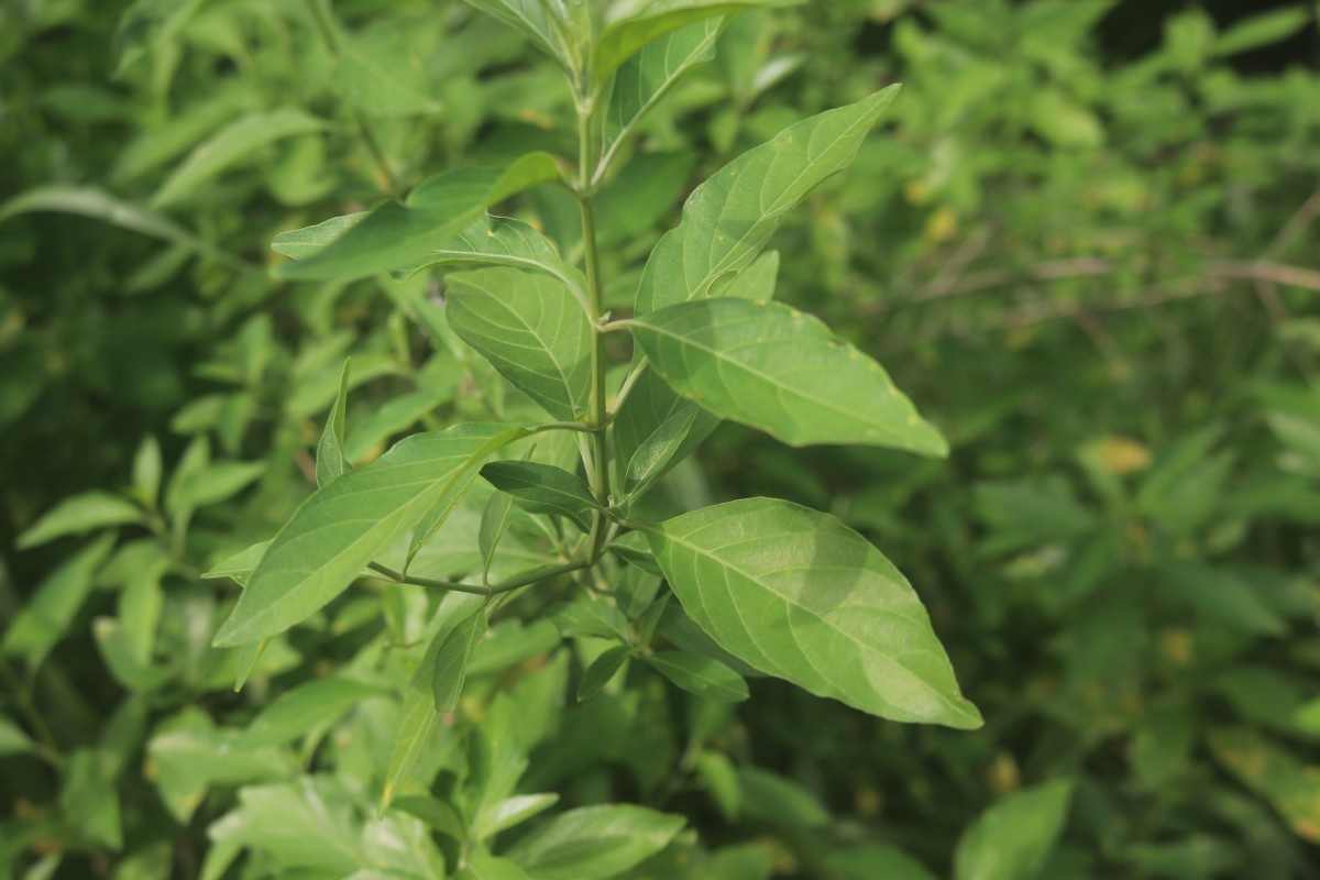 Rhinacanthus nasutus (L.) Kurz