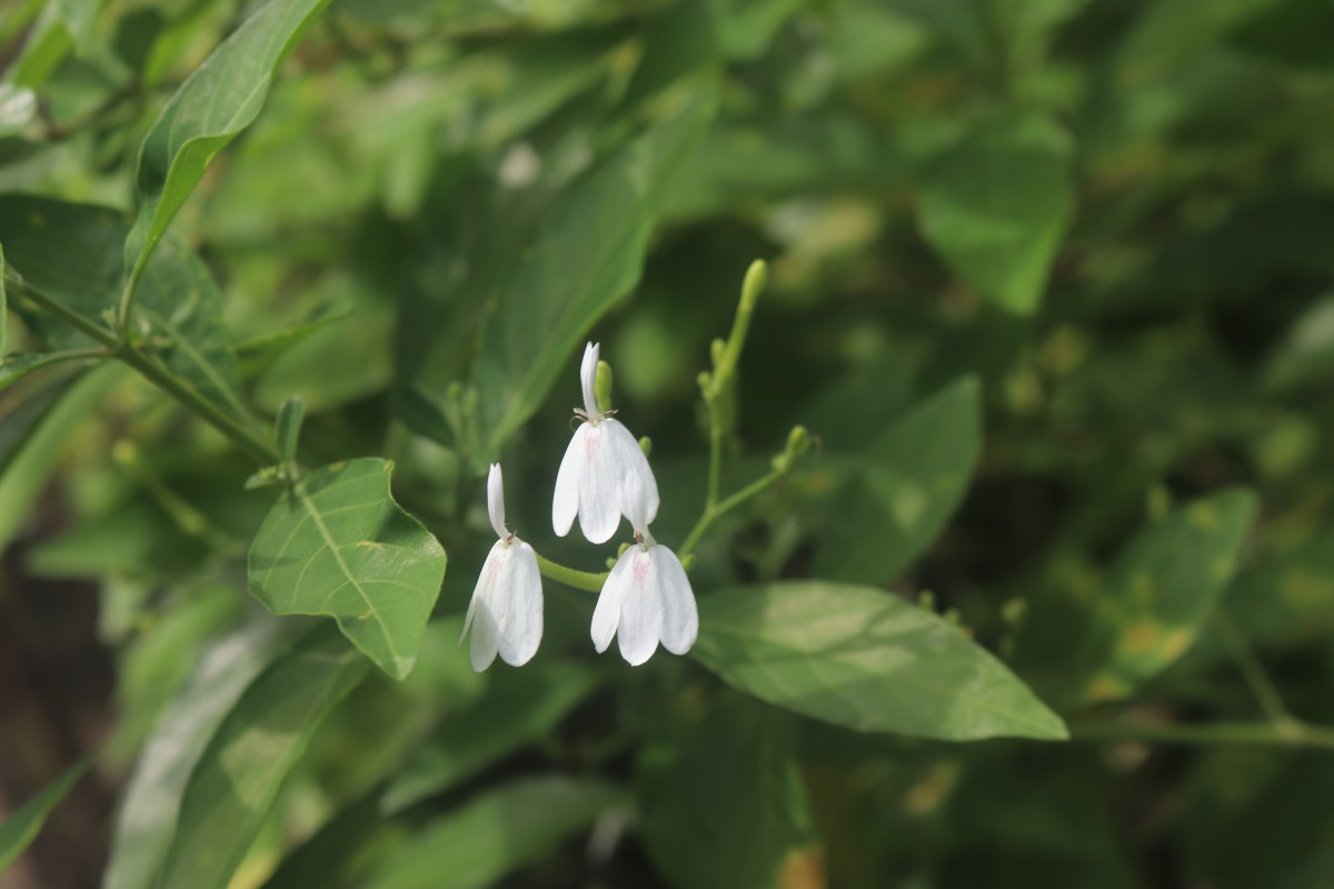 Rhinacanthus nasutus (L.) Kurz