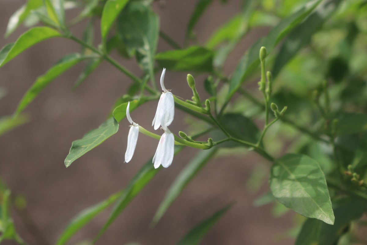 Rhinacanthus nasutus (L.) Kurz