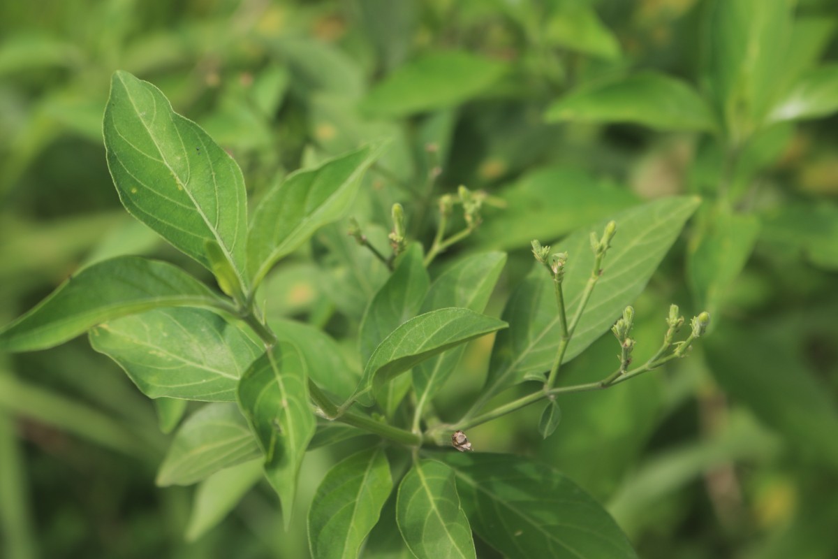 Rhinacanthus nasutus (L.) Kurz