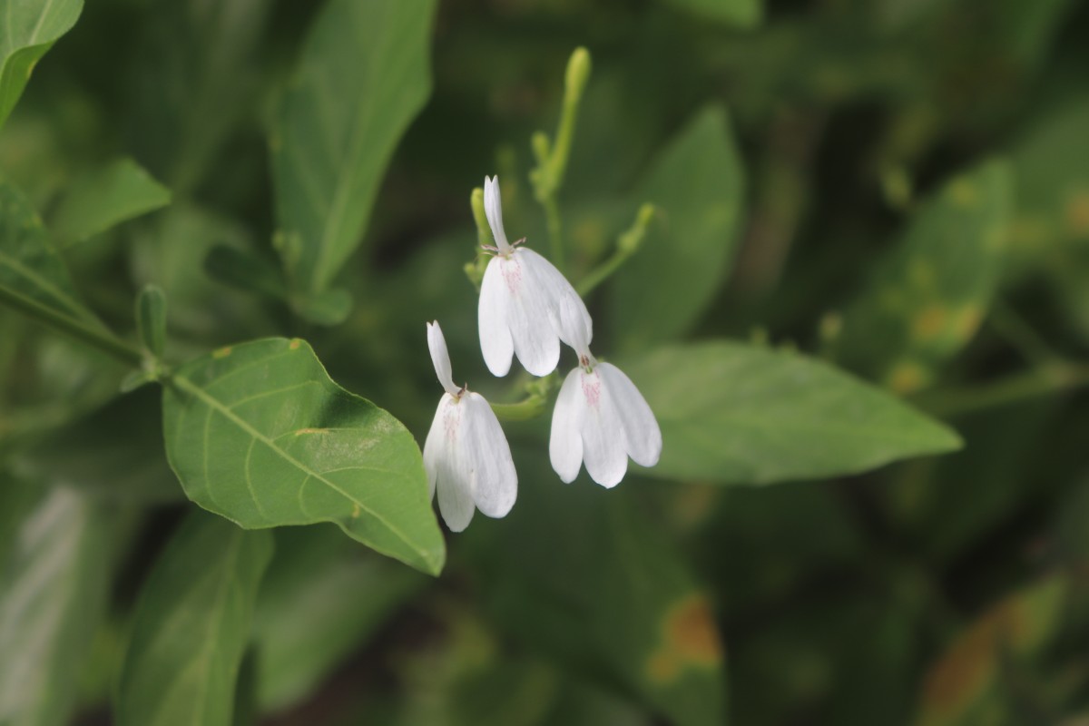 Rhinacanthus nasutus (L.) Kurz