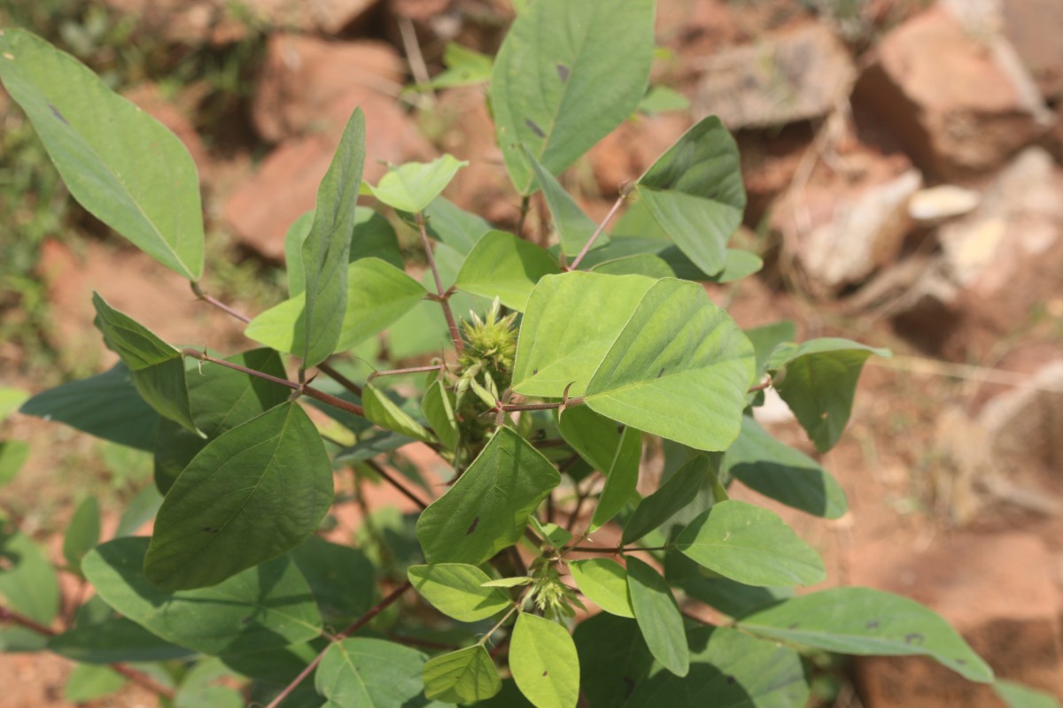 Desmodium tortuosum (Sw.) DC.