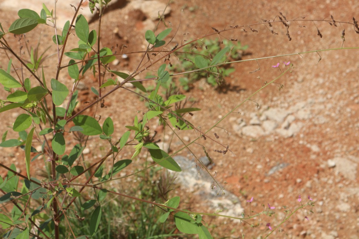 Desmodium tortuosum (Sw.) DC.