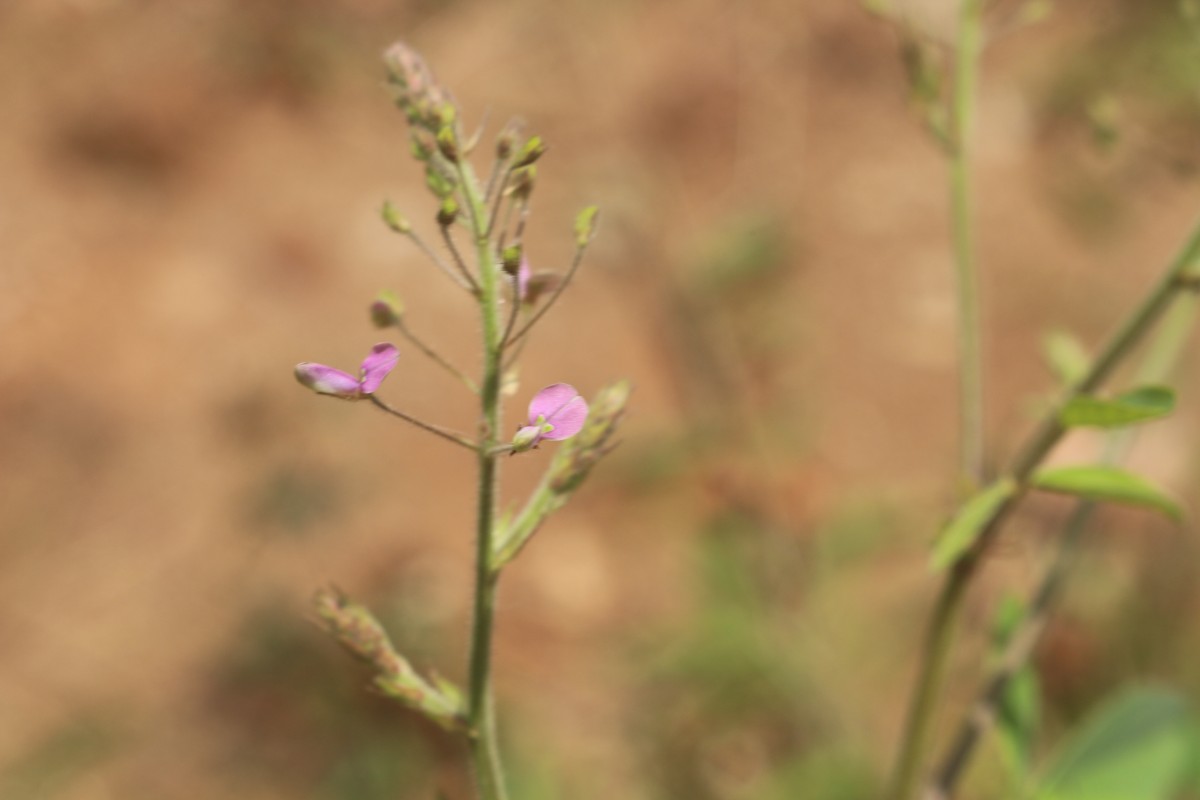 Desmodium tortuosum (Sw.) DC.