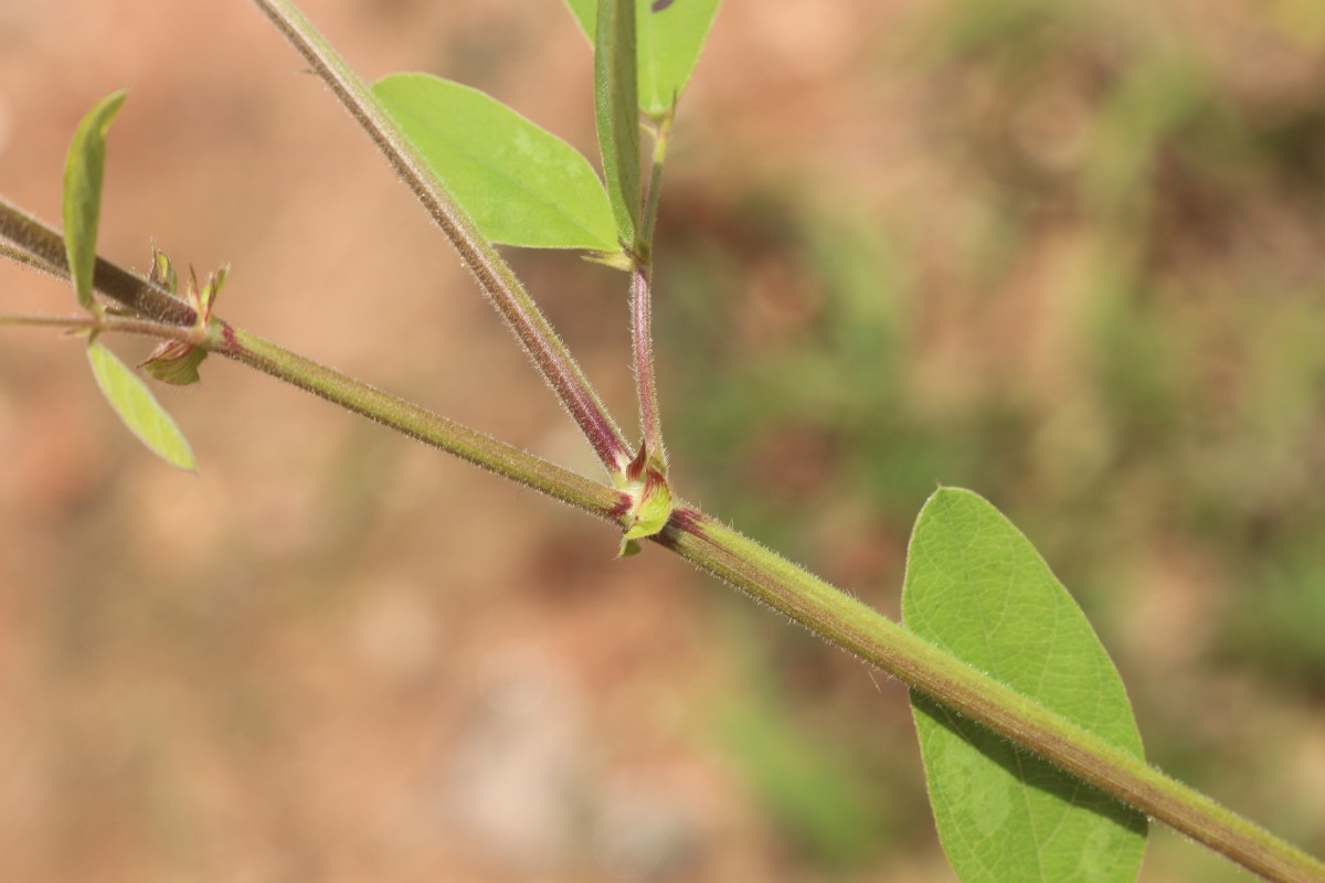 Desmodium tortuosum (Sw.) DC.