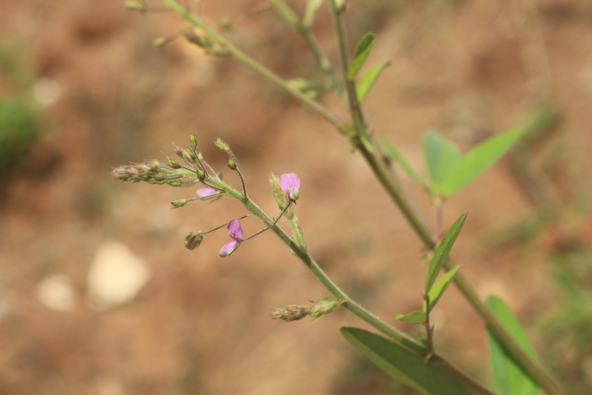 Desmodium tortuosum (Sw.) DC.