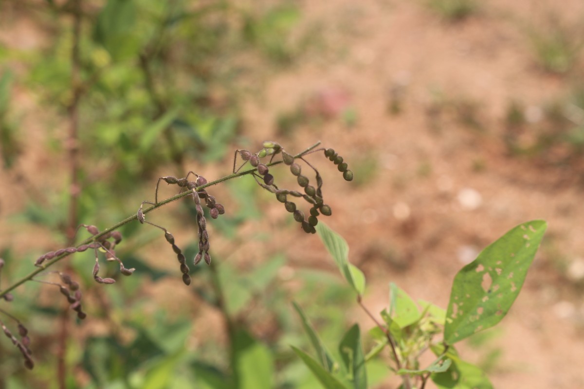 Desmodium tortuosum (Sw.) DC.