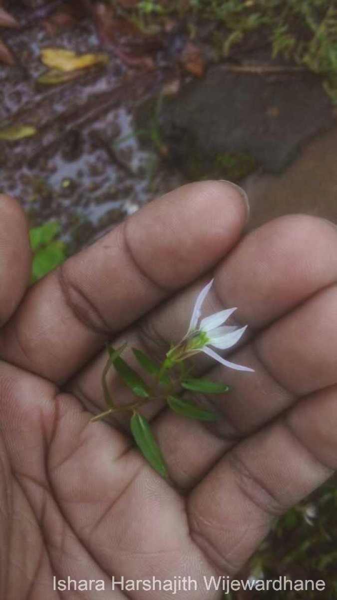 Lobelia chinensis Lour.