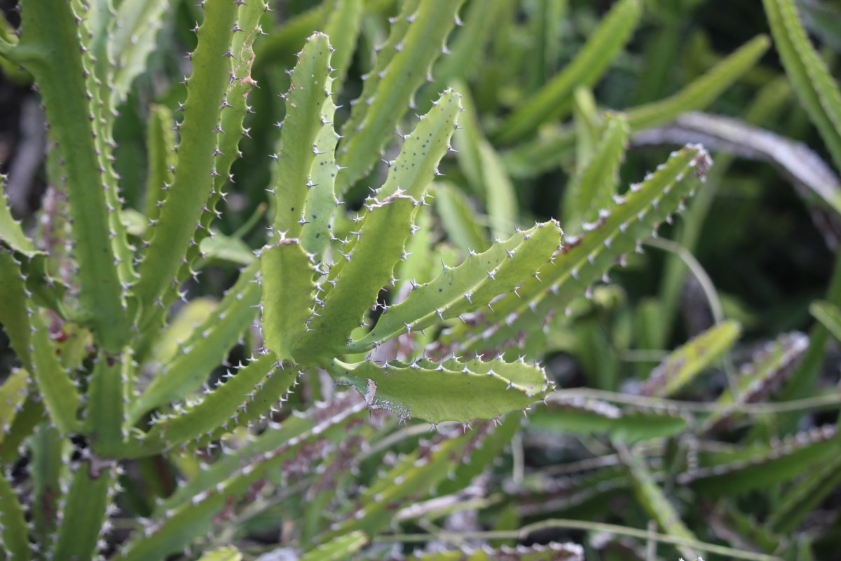 Euphorbia trigona Mill.