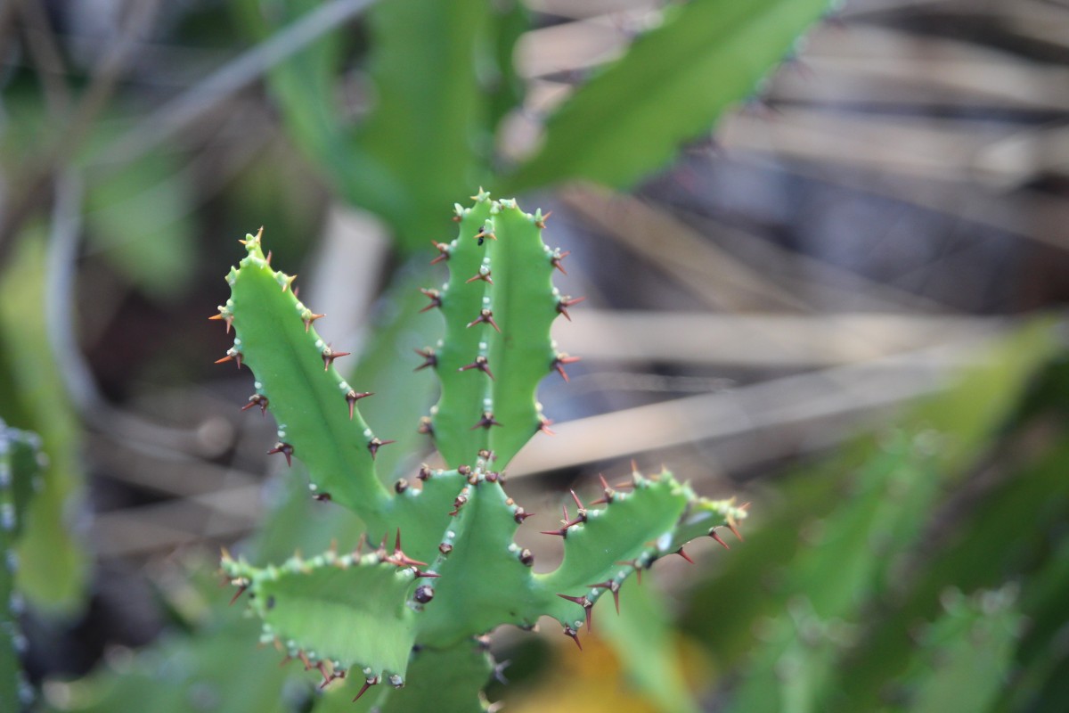 Euphorbia trigona Mill.