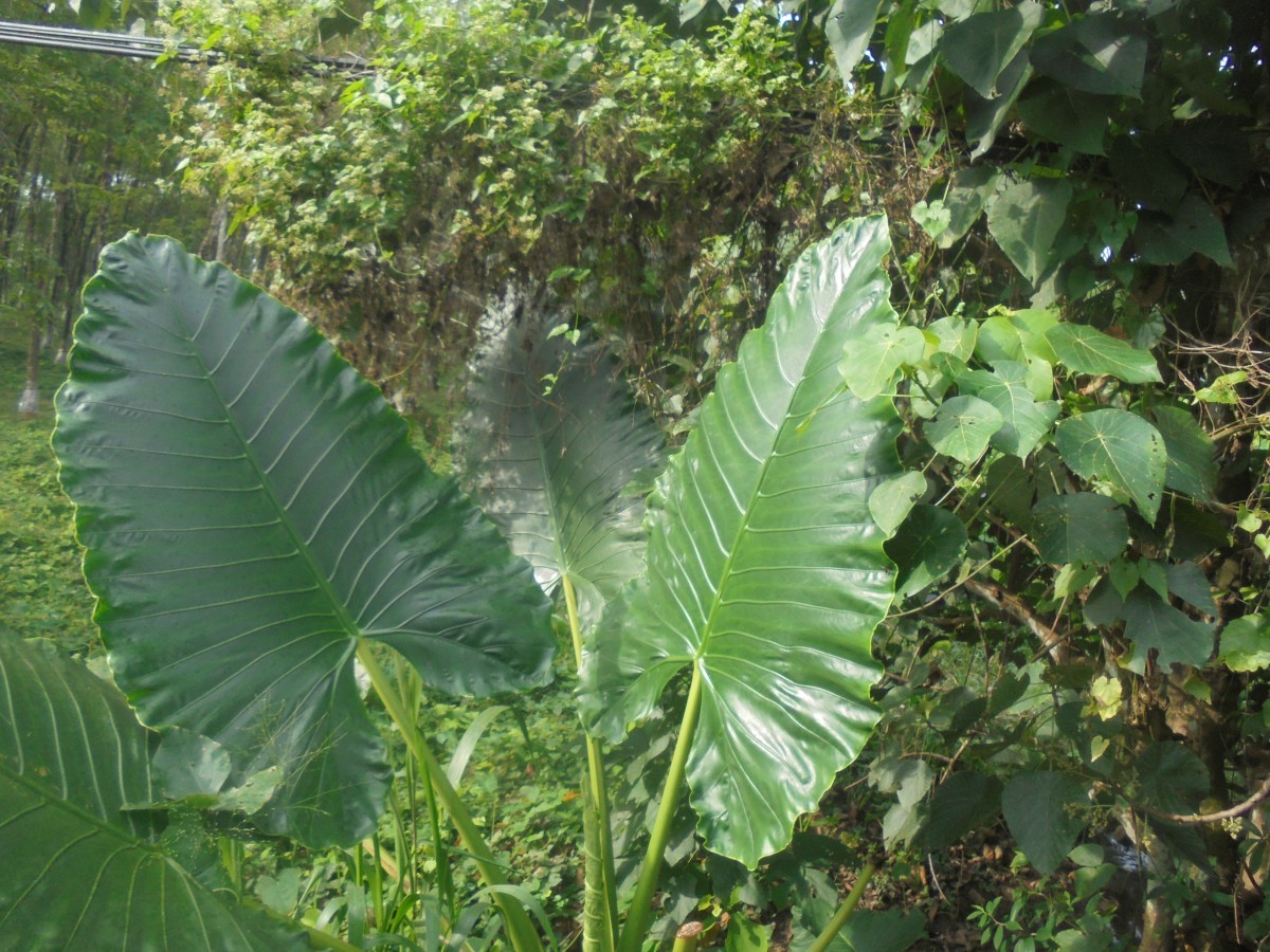 Alocasia macrorrhizos (L.) G.Don