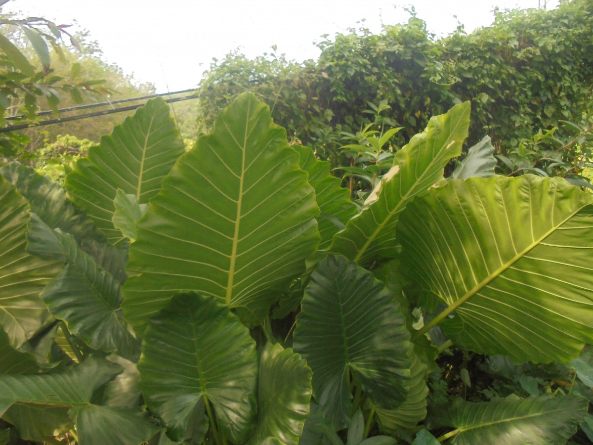 Alocasia macrorrhizos (L.) G.Don