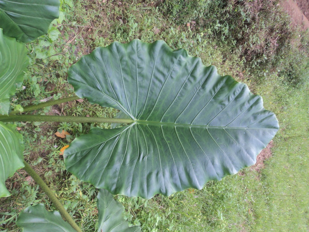 Alocasia macrorrhizos (L.) G.Don