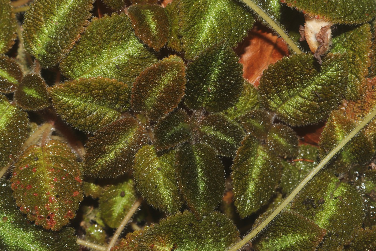 Episcia lilacina Hanst.