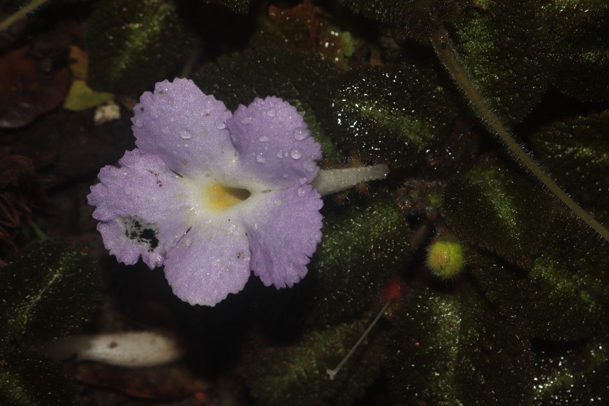 Episcia lilacina Hanst.