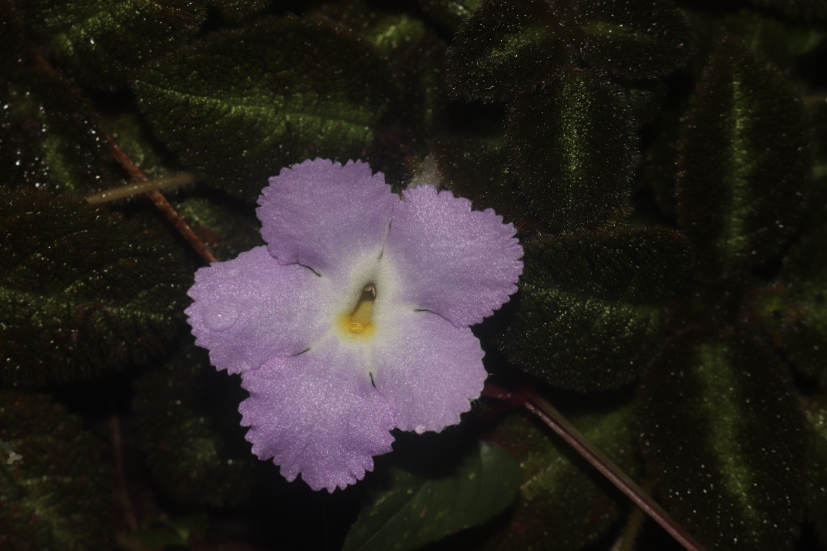 Episcia lilacina Hanst.