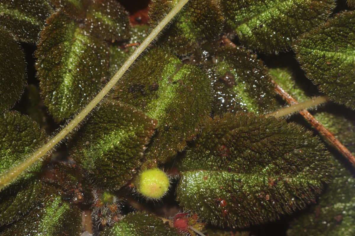 Episcia lilacina Hanst.