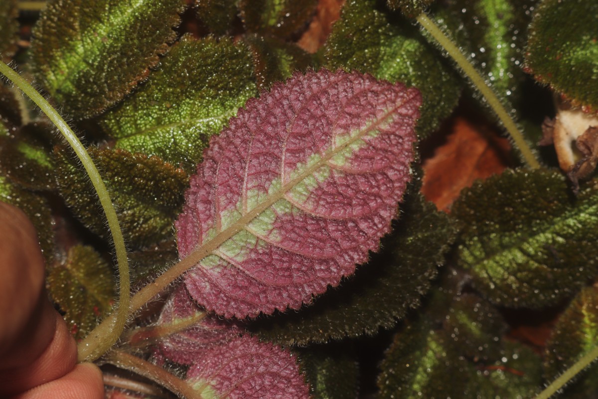 Episcia lilacina Hanst.