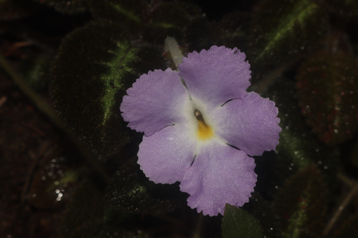 Episcia lilacina Hanst.