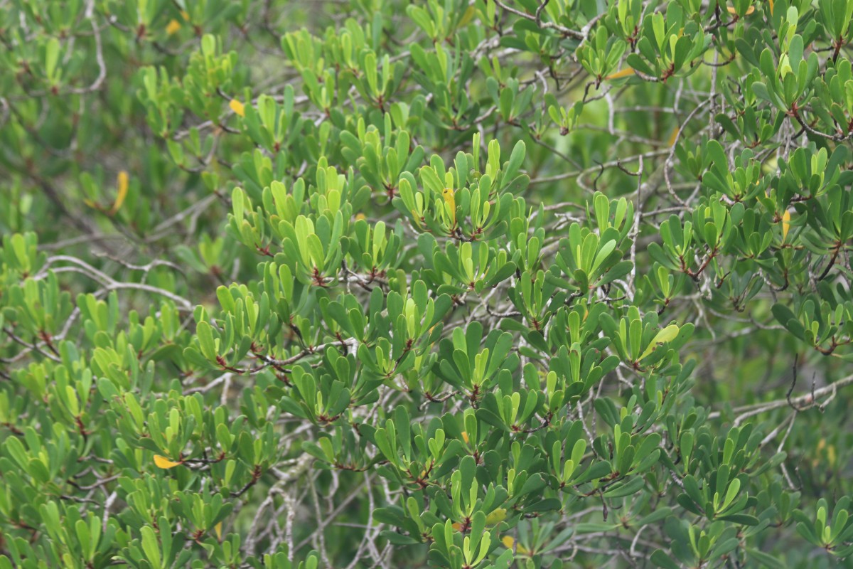 Lumnitzera littorea (Jack) Voigt