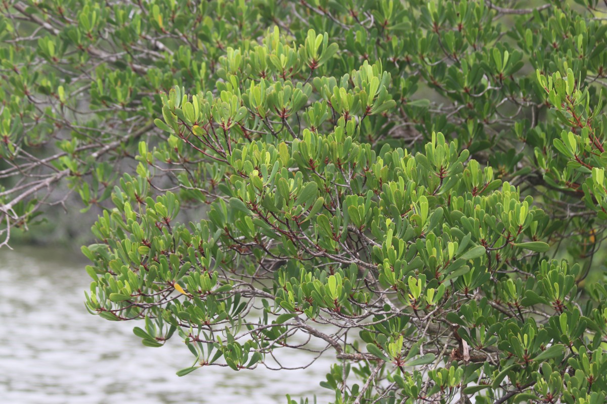 Lumnitzera littorea (Jack) Voigt