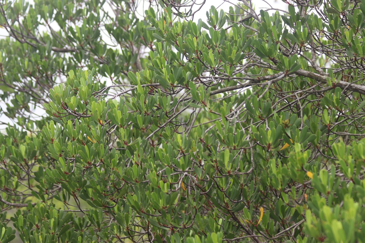 Lumnitzera littorea (Jack) Voigt