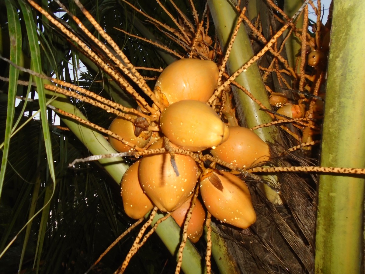 Cocos nucifera L.