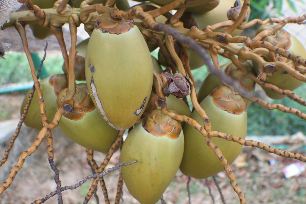 Cocos nucifera L.