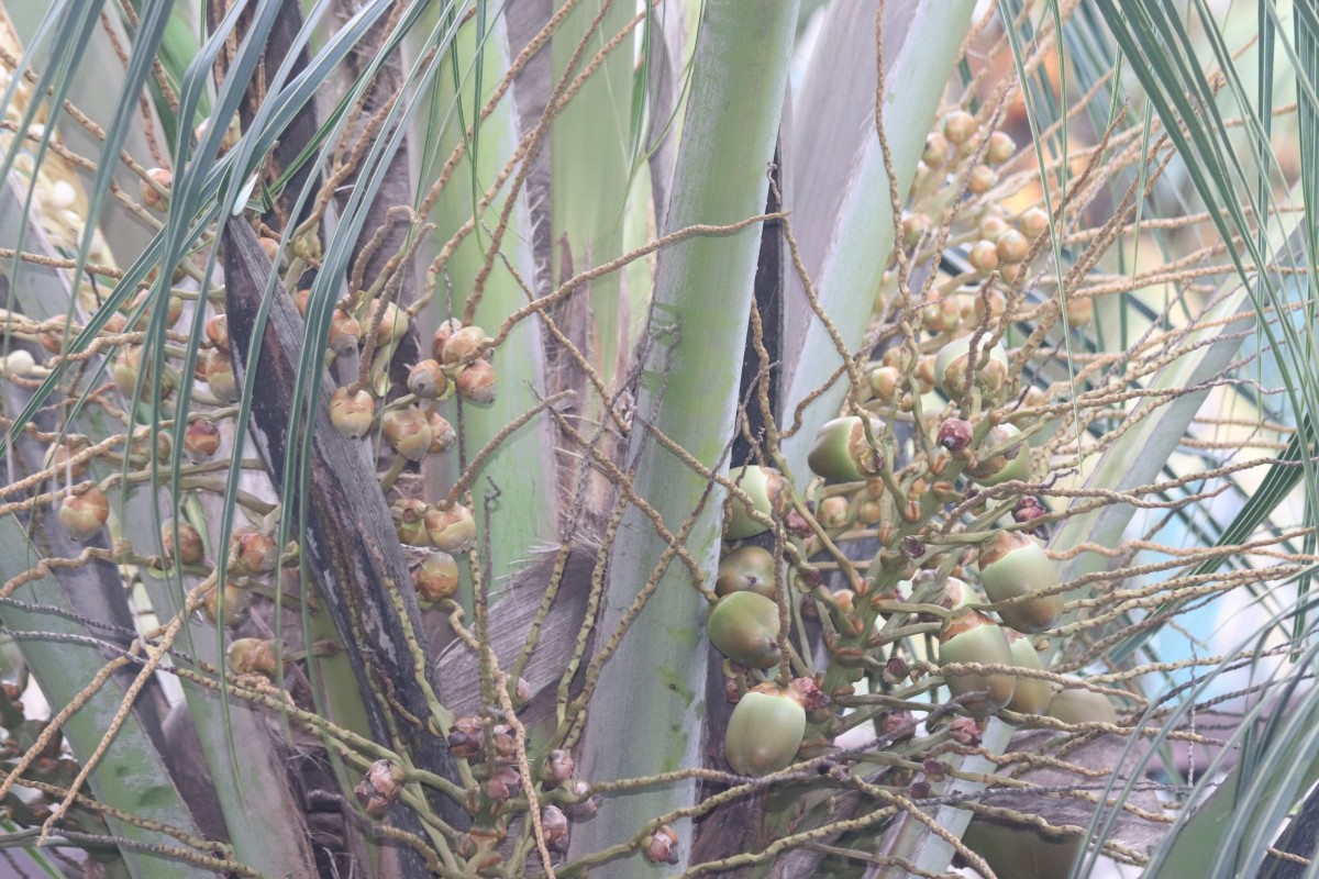 Cocos nucifera L.