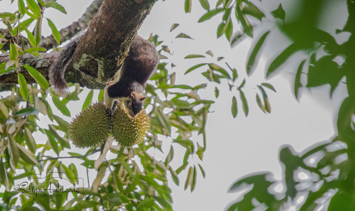 Durio zibethinus L.