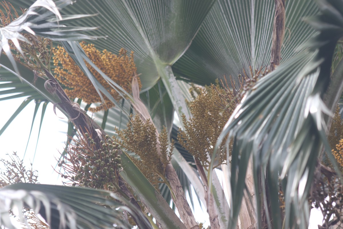 Pritchardia pacifica Seem. & H.Wendl.