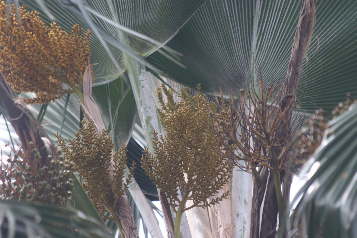 Pritchardia pacifica Seem. & H.Wendl.