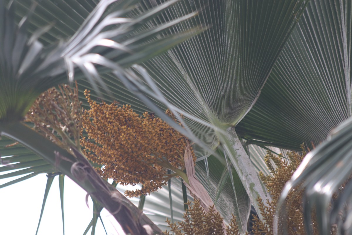 Pritchardia pacifica Seem. & H.Wendl.