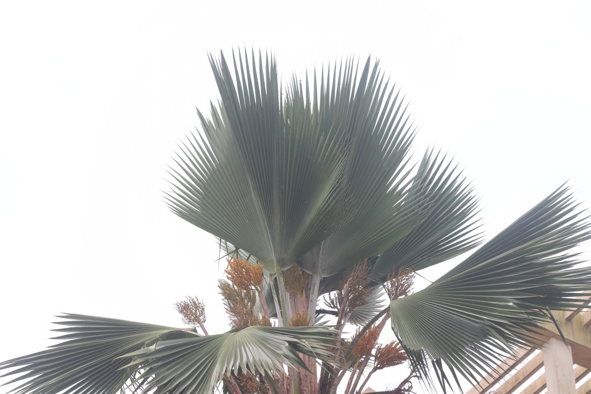 Pritchardia pacifica Seem. & H.Wendl.