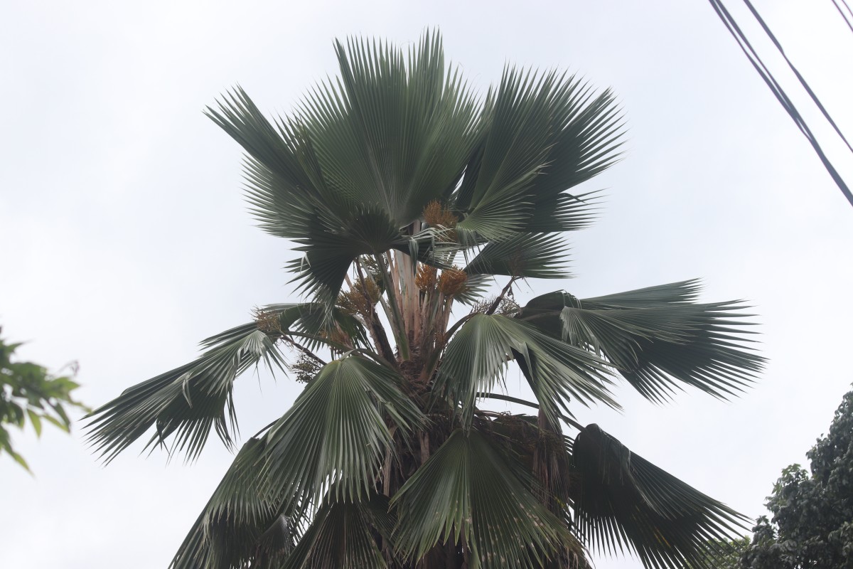 Pritchardia pacifica Seem. & H.Wendl.